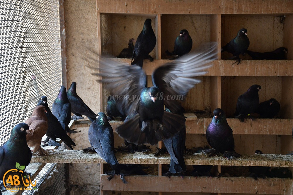 zohdi 3ashoor (13).jpeg